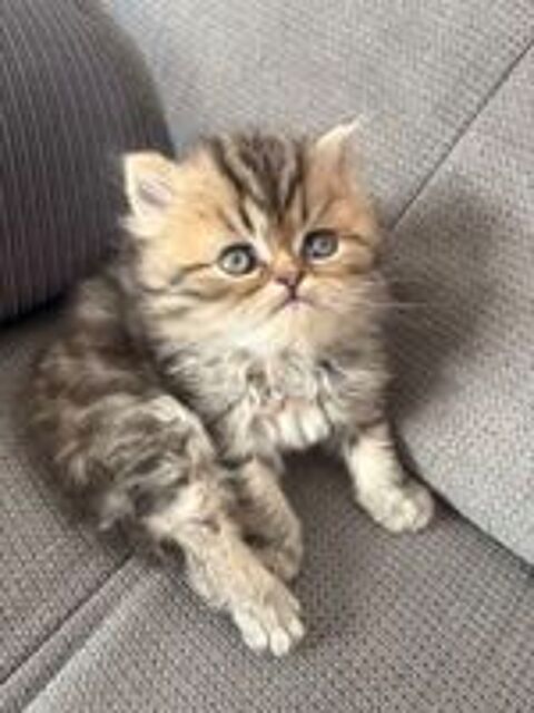   Chaton Persan Femelle 