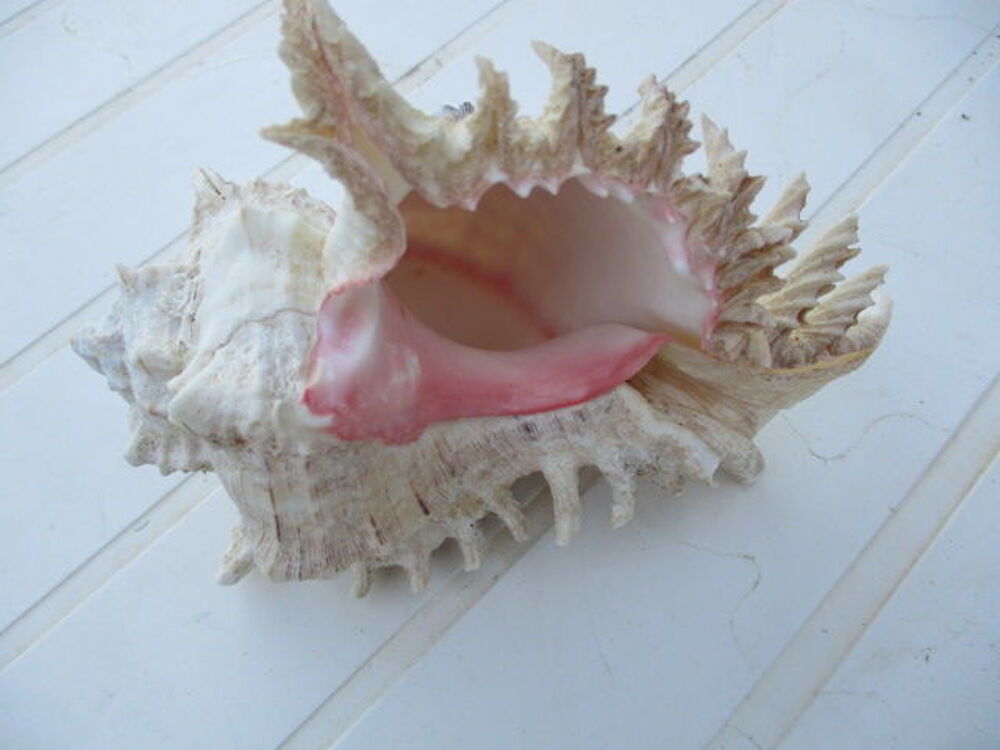 coquillage 