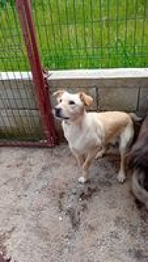   MANDY croisée labrador +/-2 ans 