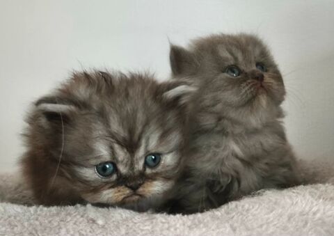 chatons persans 0 88190 Golbey