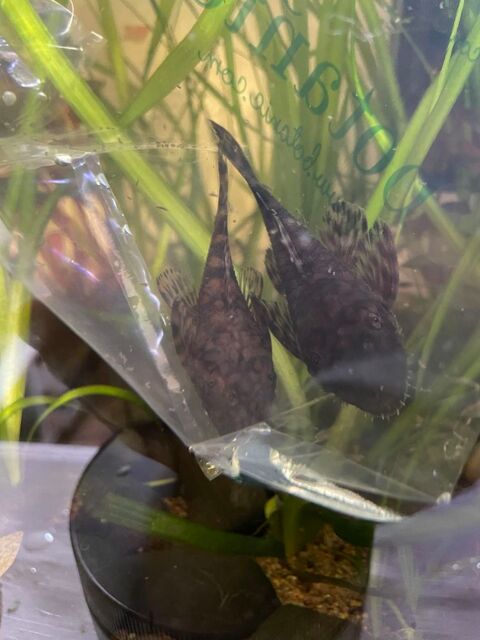 Ancistrus Rio Paraguay L528 20 71800 La clayette