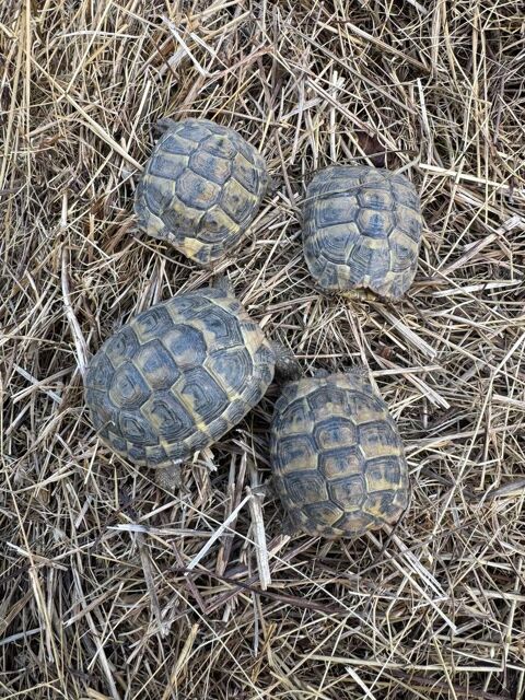 Tortue de terre 70 38000 Grenoble