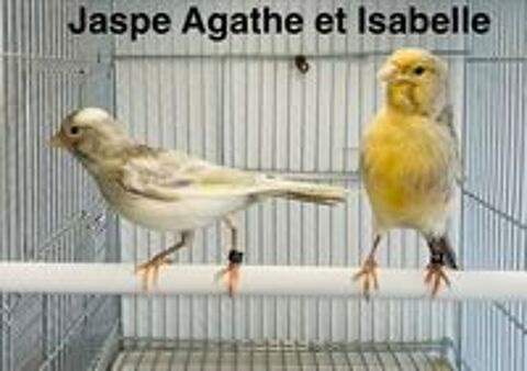   Très Belles Sélections De Canaris Couleurs, Chants, Postures 