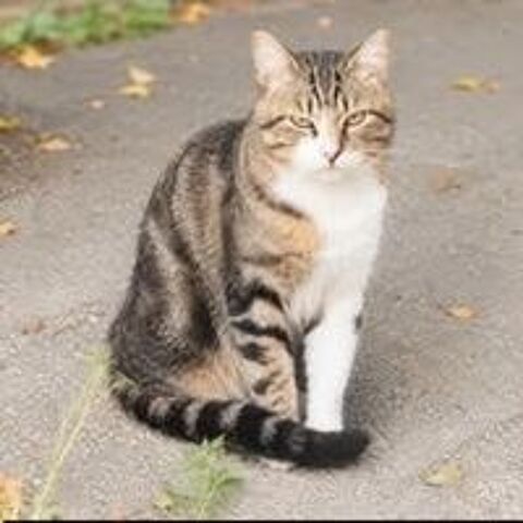   Chat TERZO à l adoption 