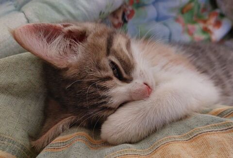 Chatons aimants cherchent famille 0 95450 Vigny