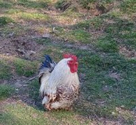   Donne coq pékin pur race  