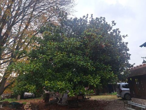 Entretien de jardin -  élagage. 0 27950 Saint-marcel