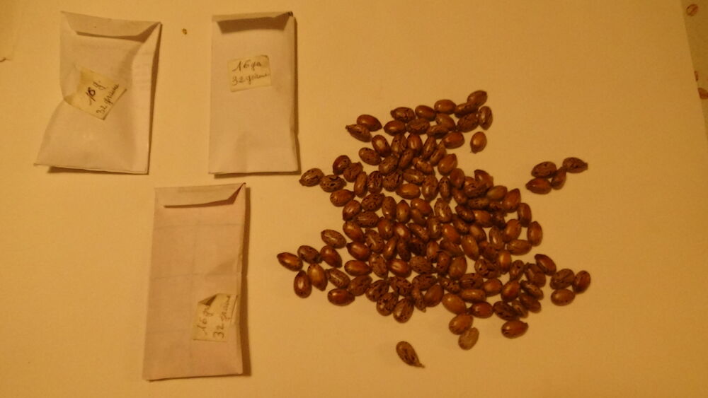 GRAINES DE RICIN Jardin