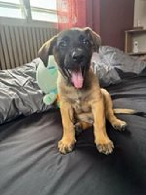   Aldo, le magnifico 
