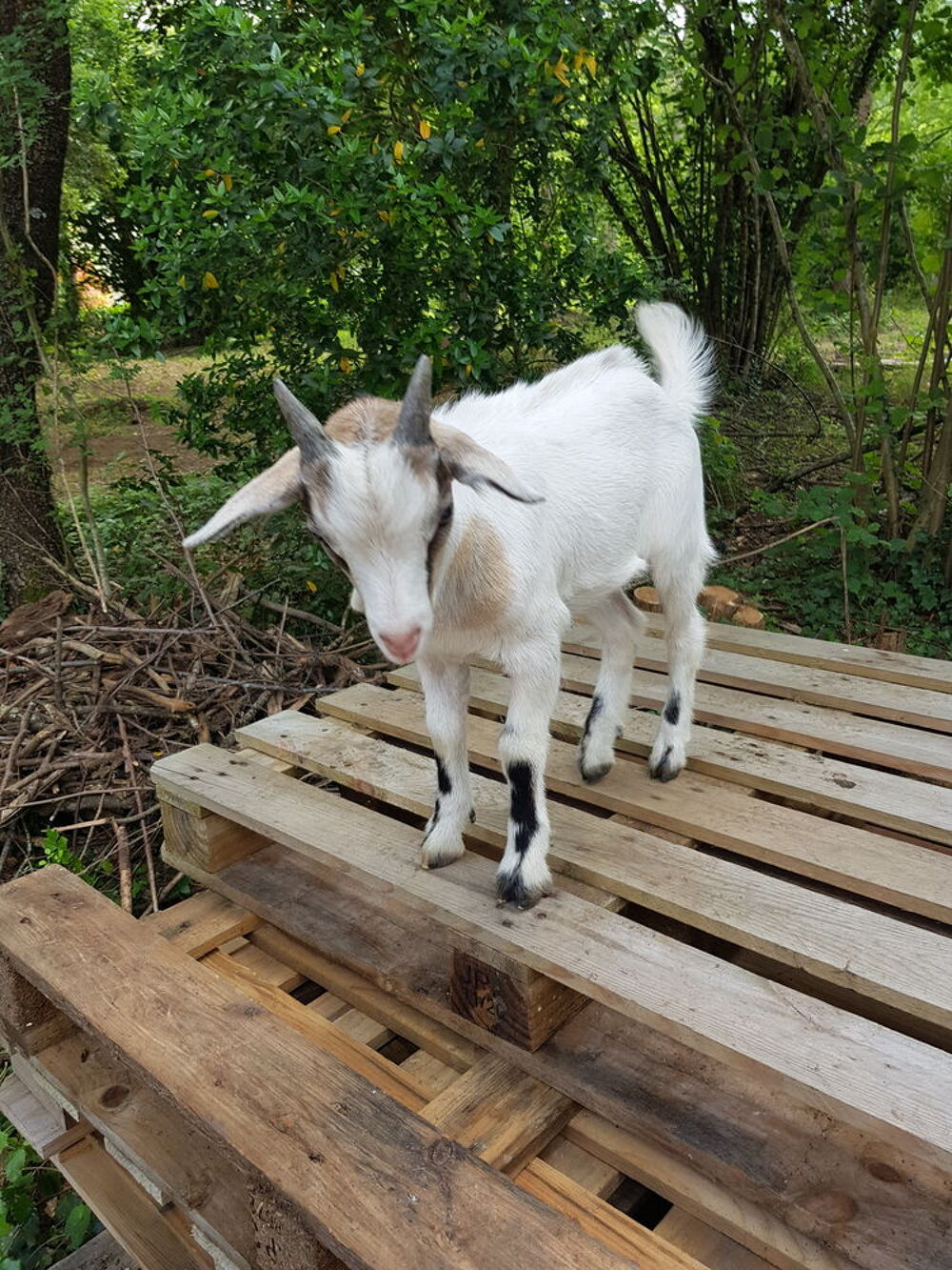    BB chevreau nain 