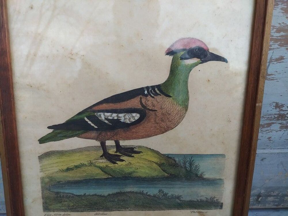 Tableau Gravure Ornithologie Albellus Eleazar Albin XVIIIe 