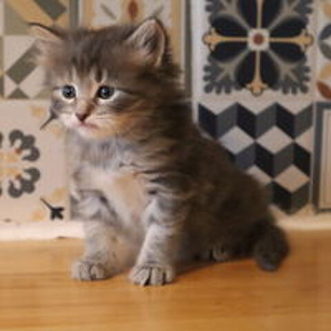   CHIOTS BERGER AUSTRALIEN MALE ET FEMELLE  