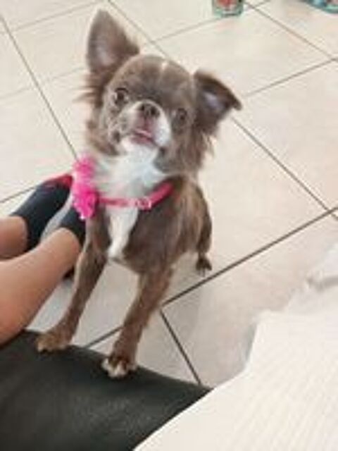   Femelle chihuahua  