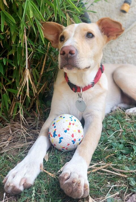 Gribouille, femelle croisée berger, née le 25/10/2024 &#128054; &#10024; 380 91000 vry