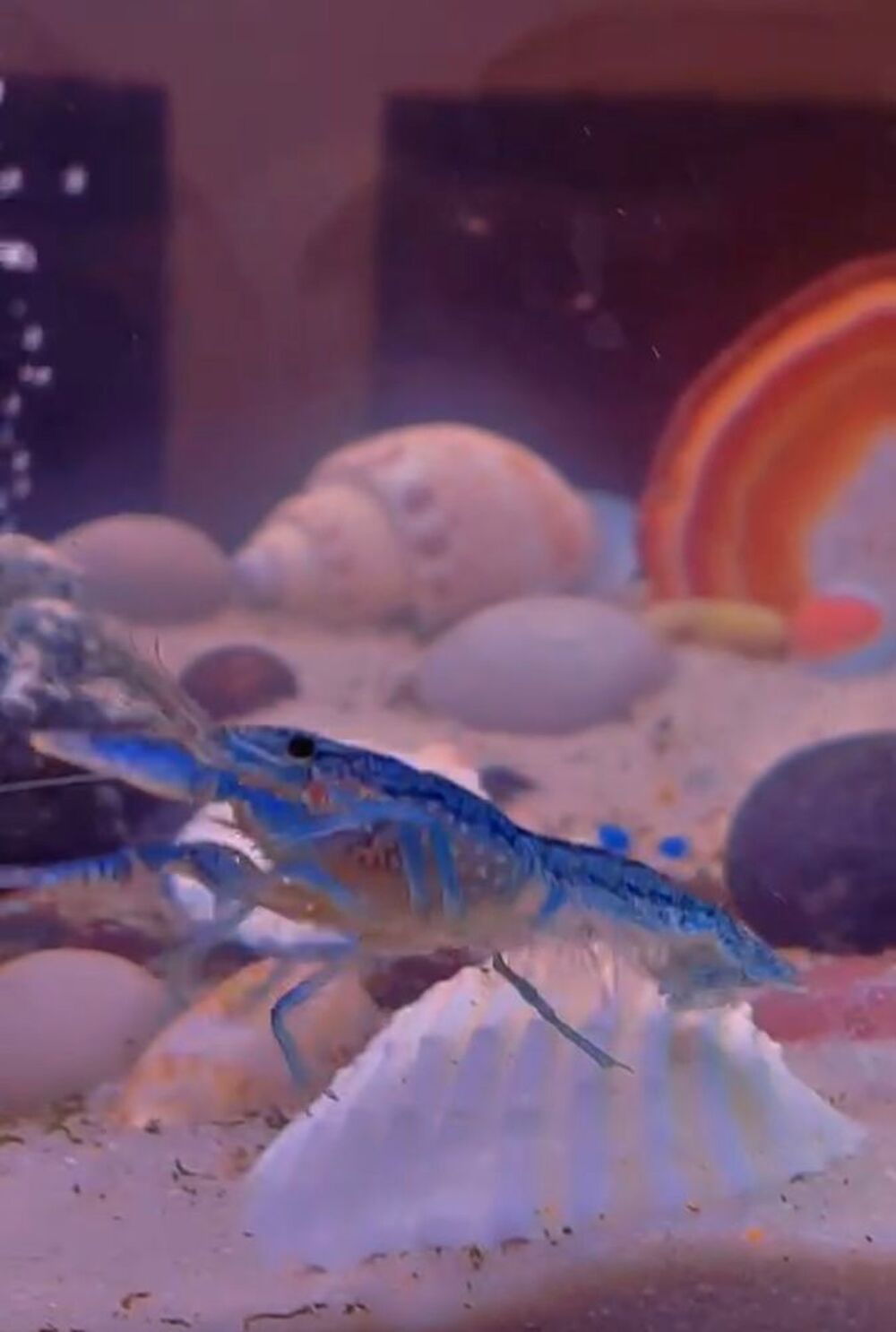   ? Écrevisses bleues d'aquarium 
