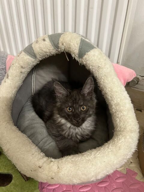 Chatons Maine Coon  900 67200 Strasbourg