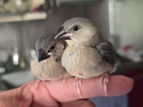 Padda eam 120 77240 Vert-saint-denis