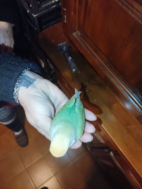 Ins&eacute;parable 90 34290 Valros