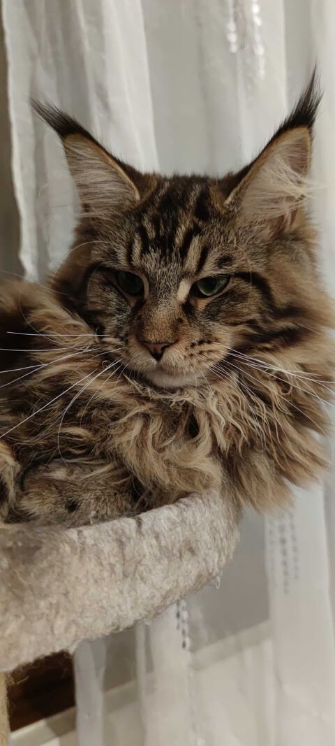 bbs Maine Coon LOOF disponibles 7 mois 33710 Lansac