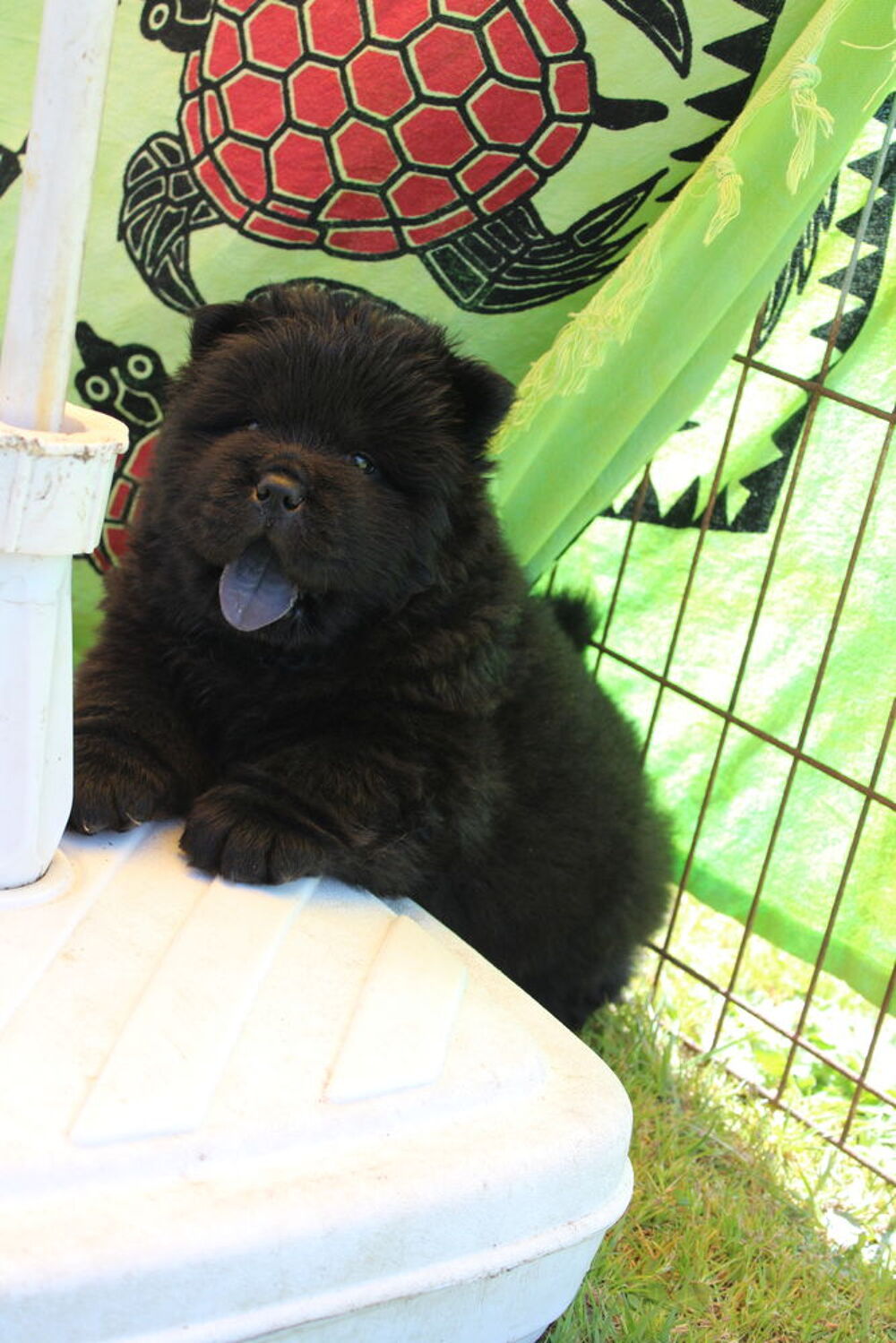   A réserver chiots chow chow  