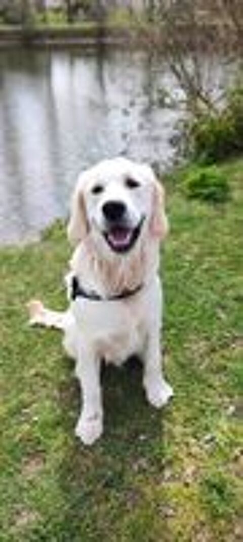   Chien mâle Golden Retriever 