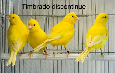 Très Belles Sélections De Canaris Couleurs Chants Postures 39 94450 Limeil-brvannes