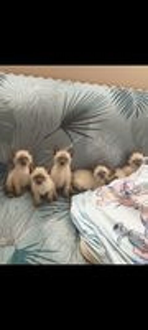   Chatons Siamois 