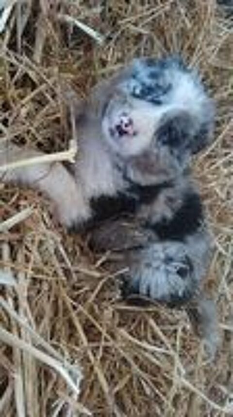   chiots border collie 