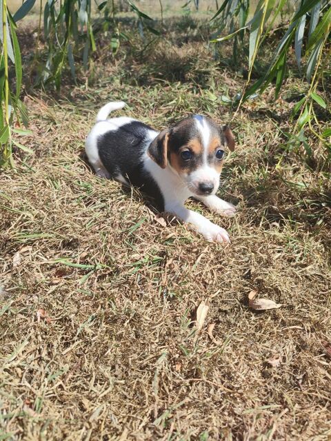 Chiots Jack Russel 0 76440 Forges-les-eaux