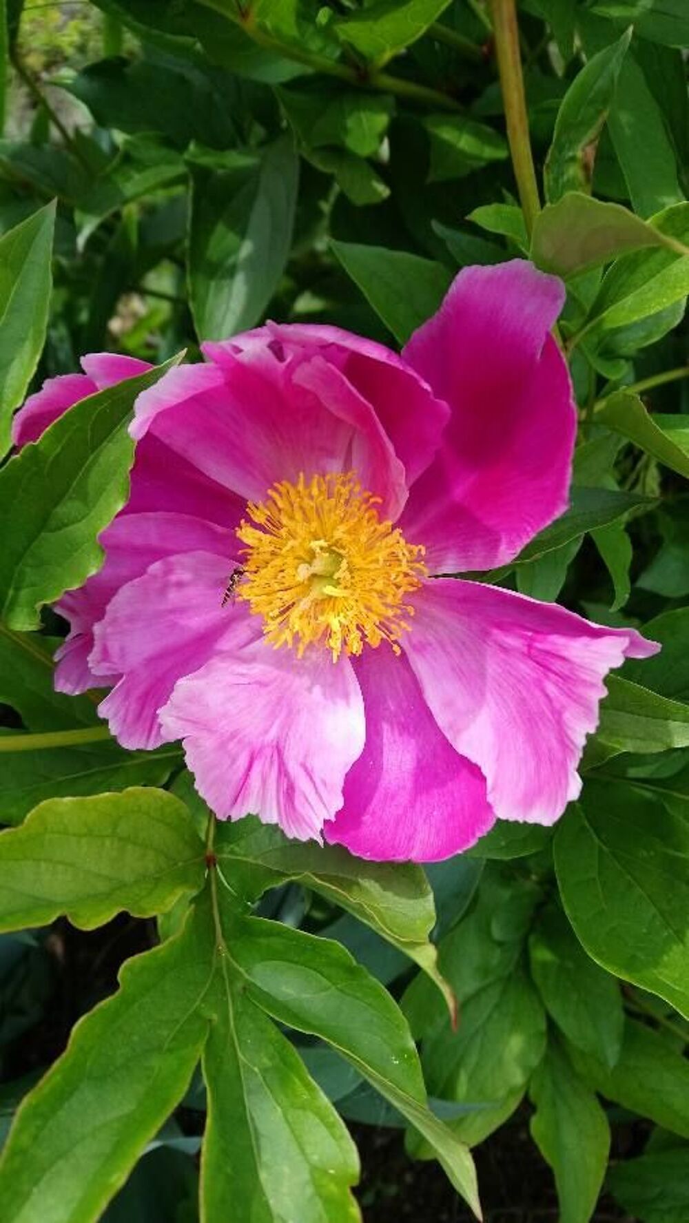PIVOINE rose, rouge, violet Jardin