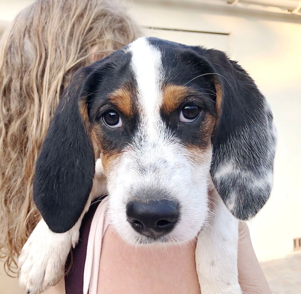   Lilly, 4 mois, est à l'adoption 