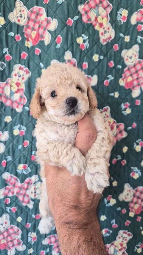 Chiots caniches toys m&acirc;le et femelles 2000 86430 Luchapt
