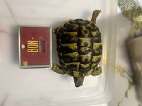   Tortues mâles de 20 ans 
