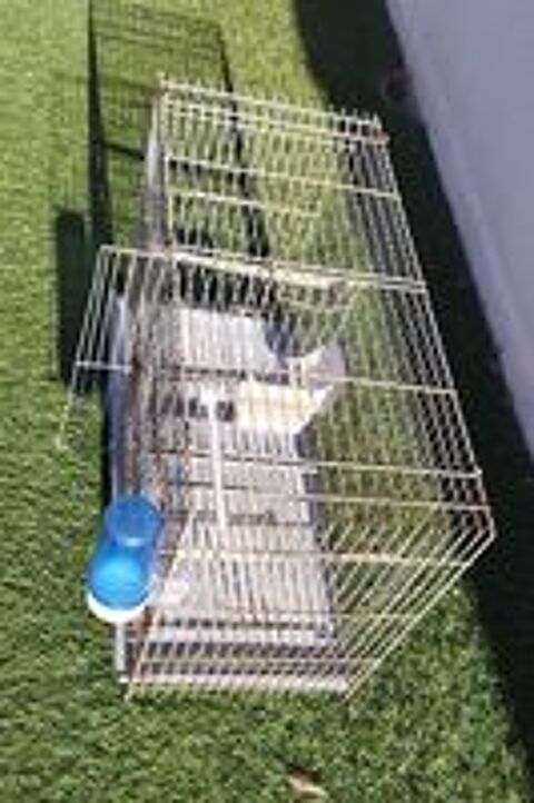   Cages oiseaux  