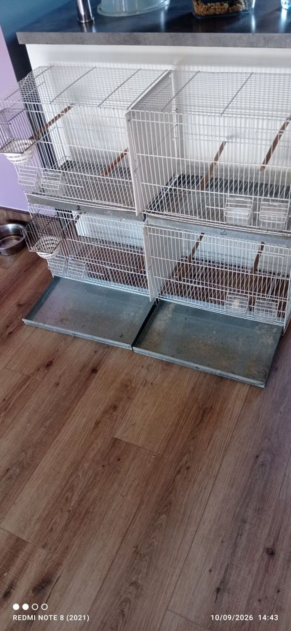   Cage  élevage  