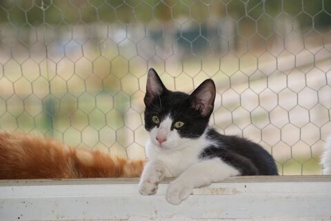 WOODY, gentil chaton noir et blanc à adopter via l'association UMA 200 18210 Bessais-le-fromental