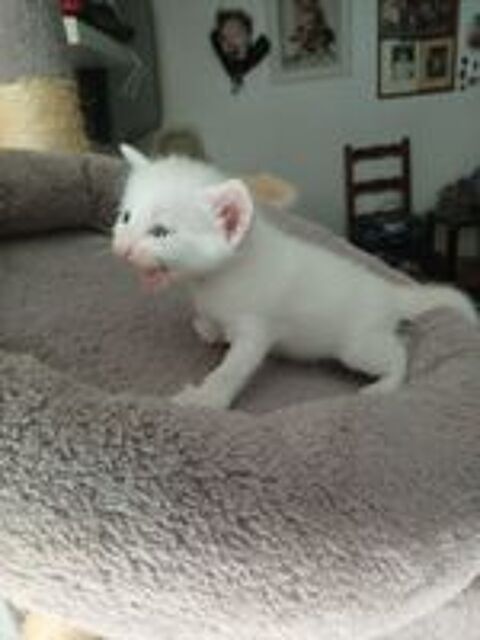  Bbs chatons norvégien/angoras turc  