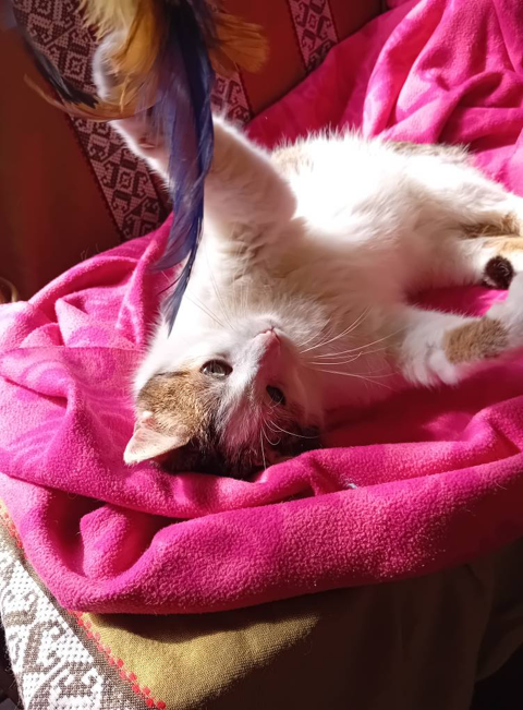 Chantal 180 44000 Nantes