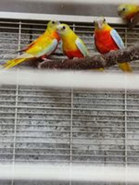   turquoisines dos jaune et dos rouge  