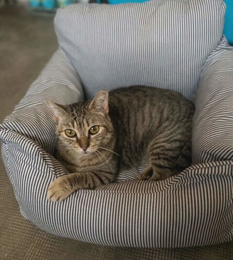 Ninou gentil chat calme cherche panier retraite 0 11000 Carcassonne