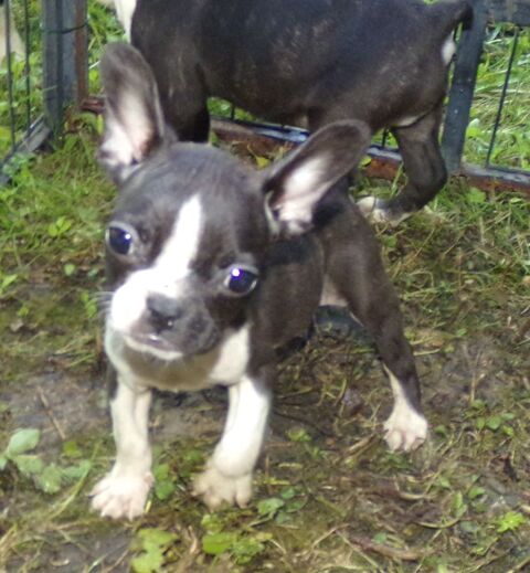 BBS BOULEDOGUE FRANCAIS   590 02630 Wassigny