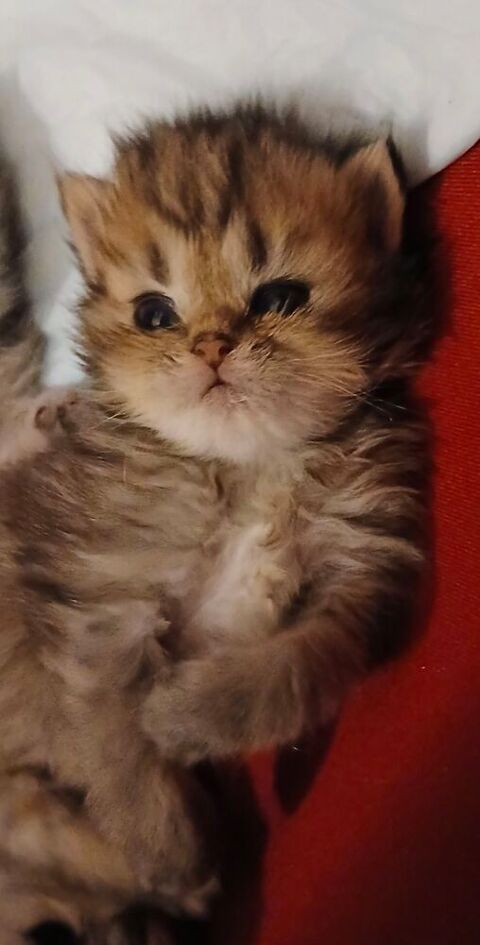 Tr&egrave;s beau chaton m&acirc;le persan chinchilla 1200 92600 Asnières-sur-seine