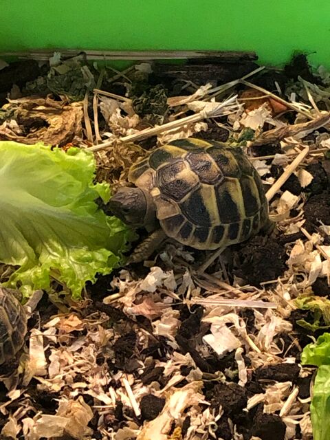 Tortue 40 83100 Toulon