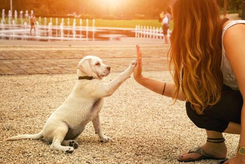 Garde animaux (chiens, chats, chevaux, rongeurs...) 0 85000 La roche-sur-yon