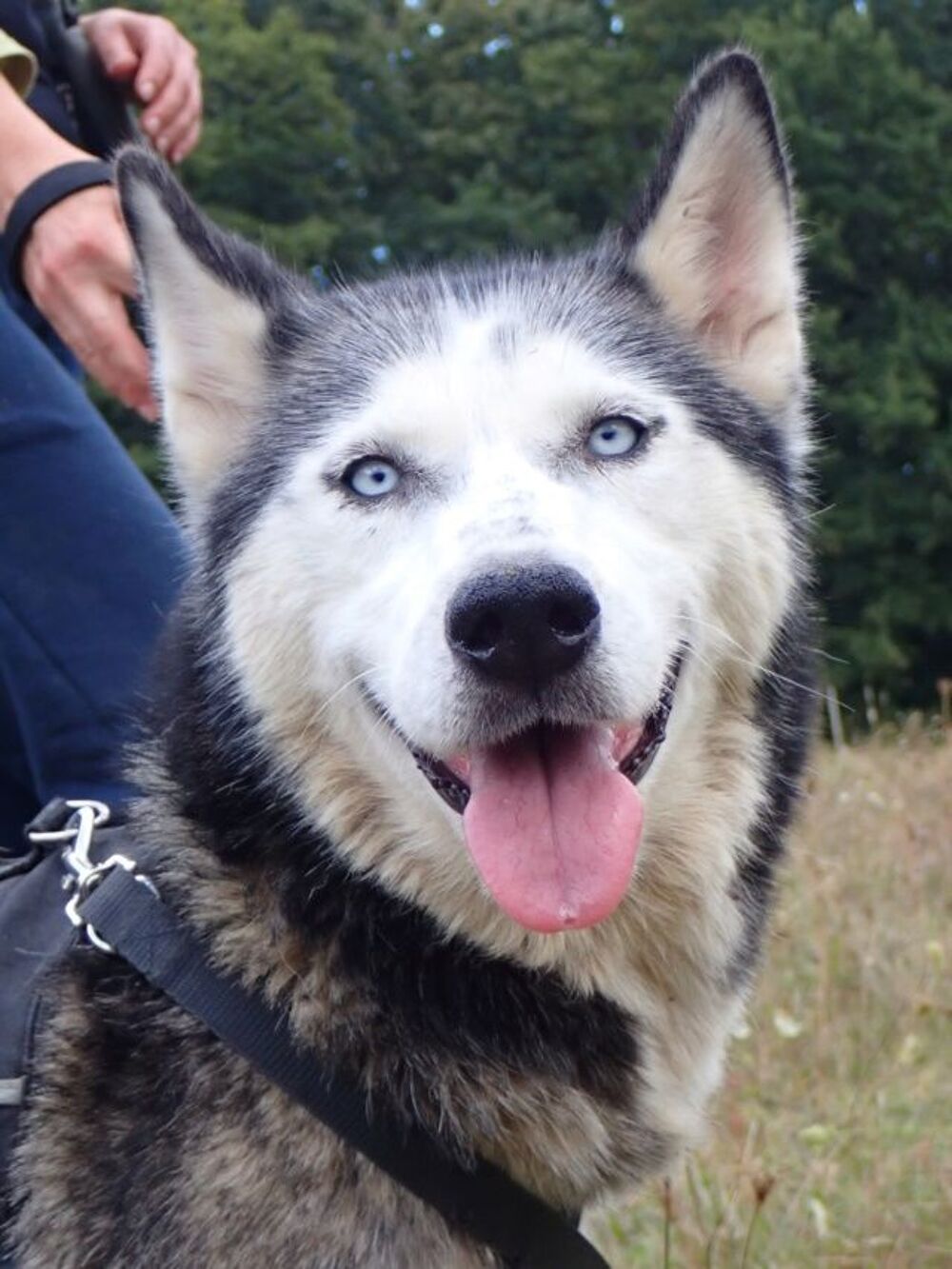   Kira2, typée husky, à l'adoption 