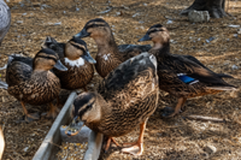   Canards  