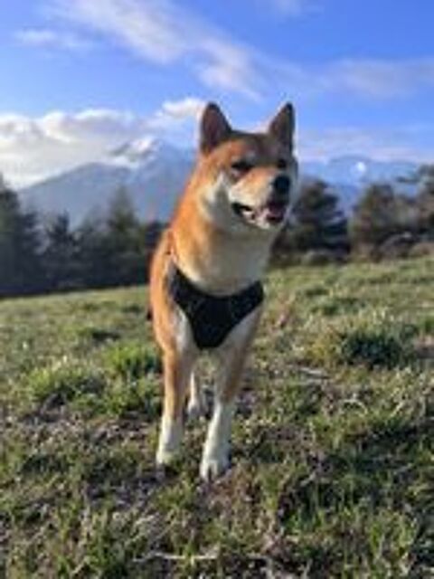   Mâle Shiba Inu disponible pour saillie 