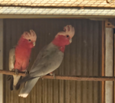   Couple de Rosalbins 