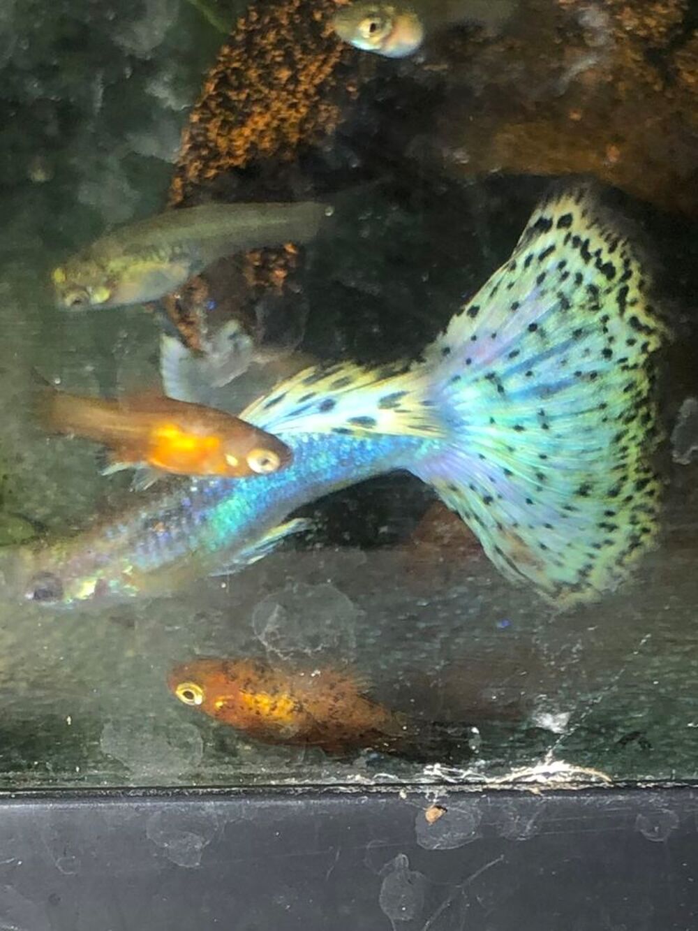   Trs beaux guppys platys ancistrus plantes etc 