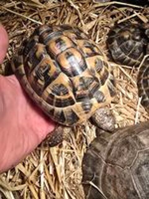   Tortues  10  et 25 ans 